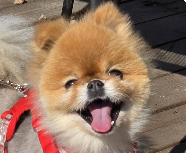 Enlarge King, an adopted Pomeranian in San Francisco, CA image 1/1