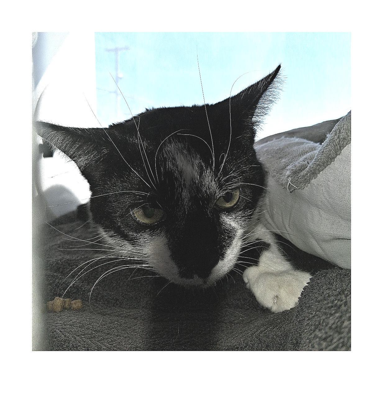 Buddy, Adoptable, Adult Male Domestic Short Hair.