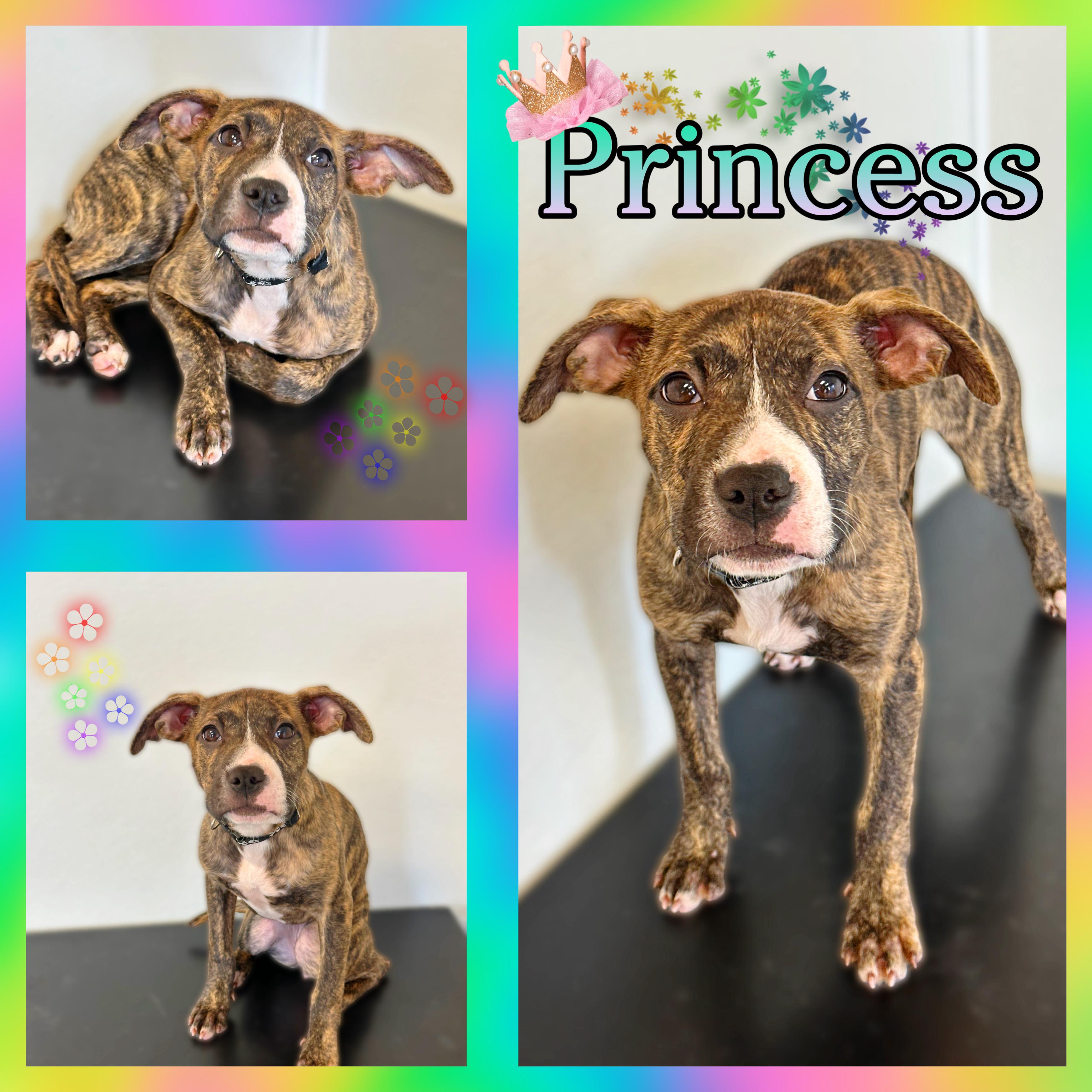 Enlarge Princess, a Adoptable mixed breed in Hatfield, PA image 1/1