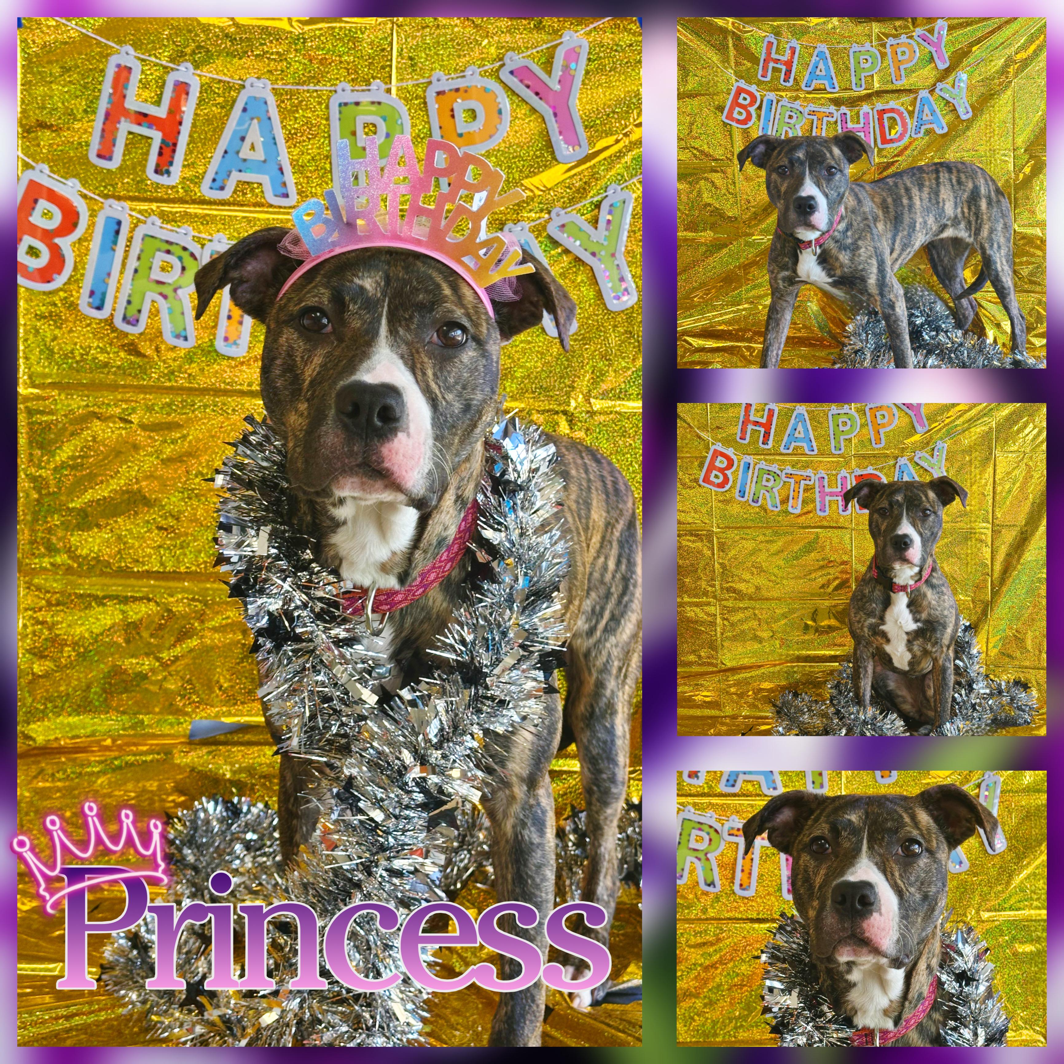 Enlarge Princess, a Adoptable mixed breed in Hatfield, PA image 1/2