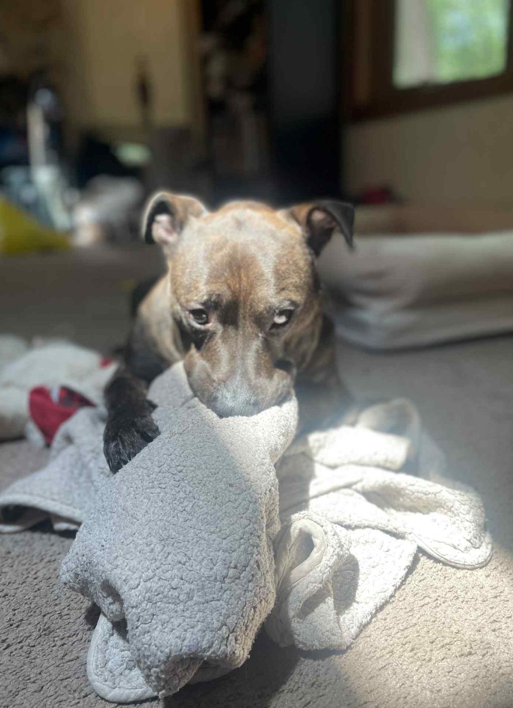 Linus, a Adopted mixed breed in Rockford, IL image 1/5