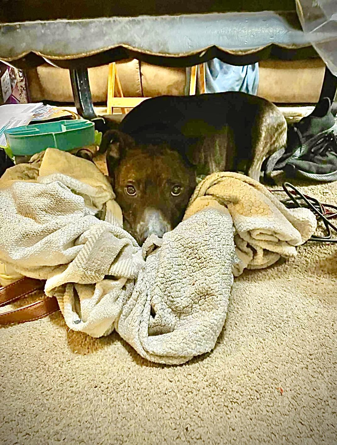 Linus, a Adopted mixed breed in Rockford, IL image 2/5