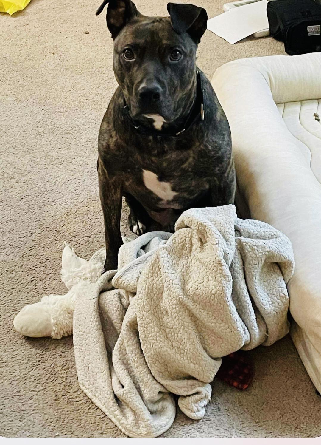 Linus, a Adopted mixed breed in Rockford, IL image 3/5