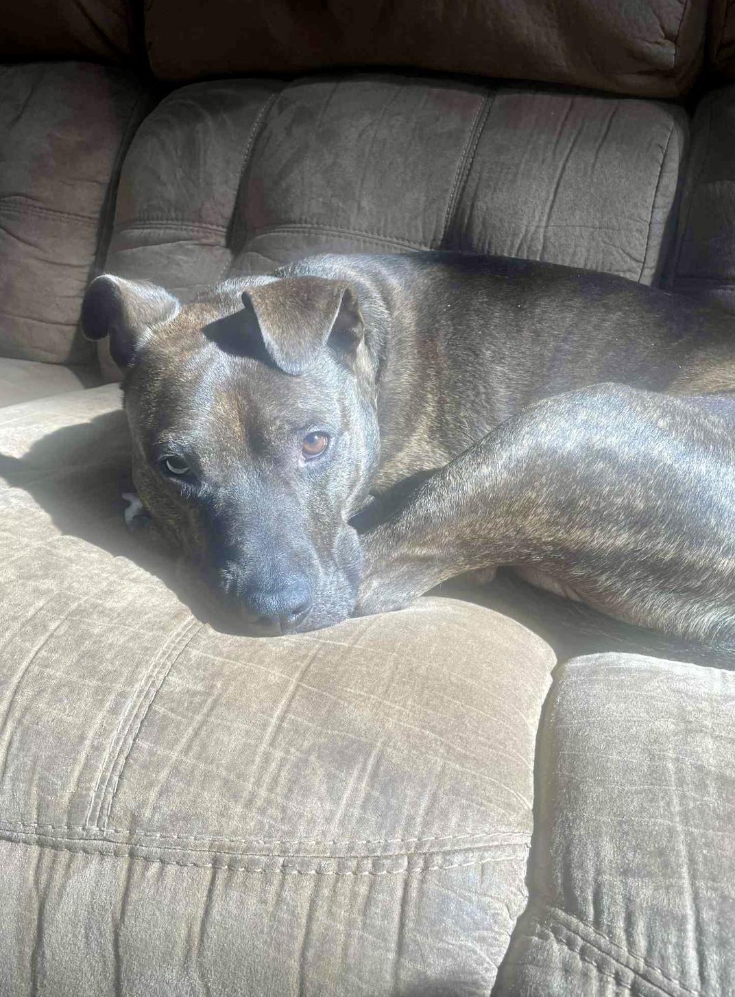 Linus, a Adopted mixed breed in Rockford, IL image 4/5