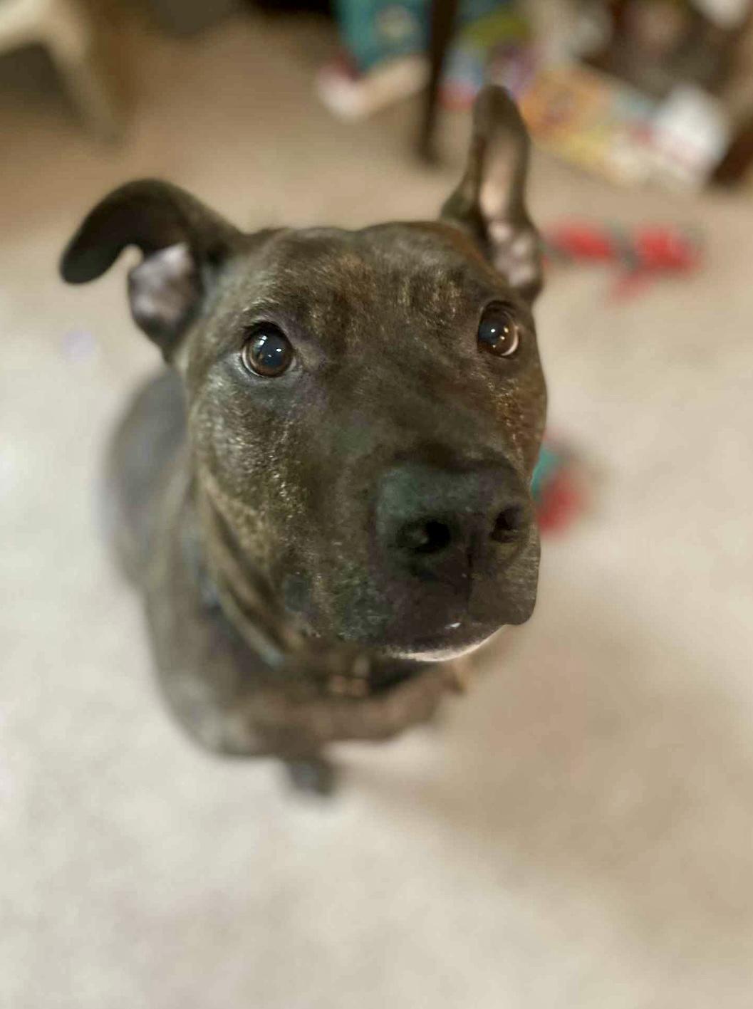 Linus, a Adopted mixed breed in Rockford, IL image 5/5