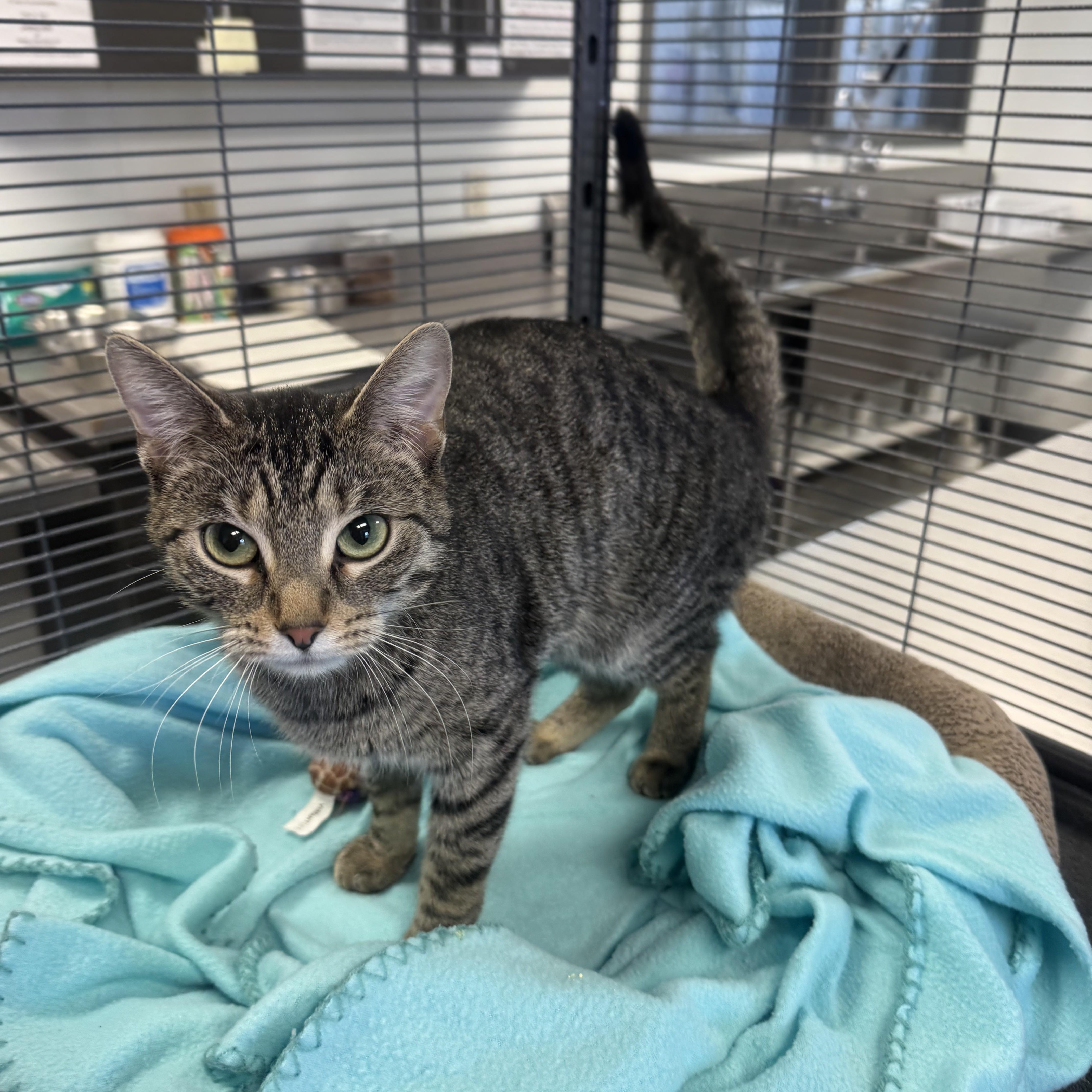 Kiki, ADOPTABLE, Young Female Domestic Short Hair.