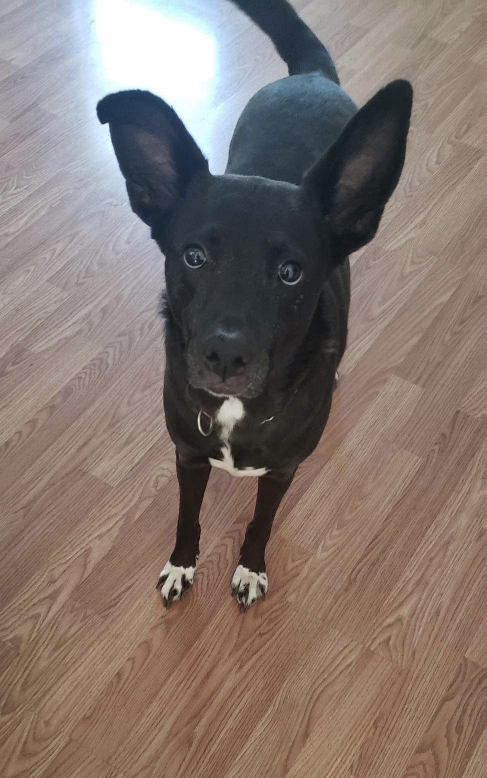 Lacey, Adoptable, Adult Female Labrador Retriever & German Shepherd Dog.