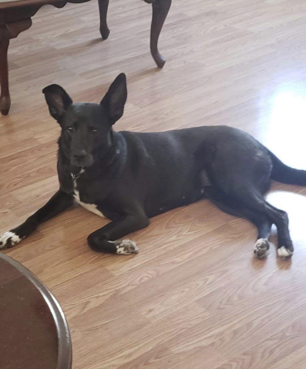 Lacey, a Adoptable mixed breed in Spring City, PA image 3/3