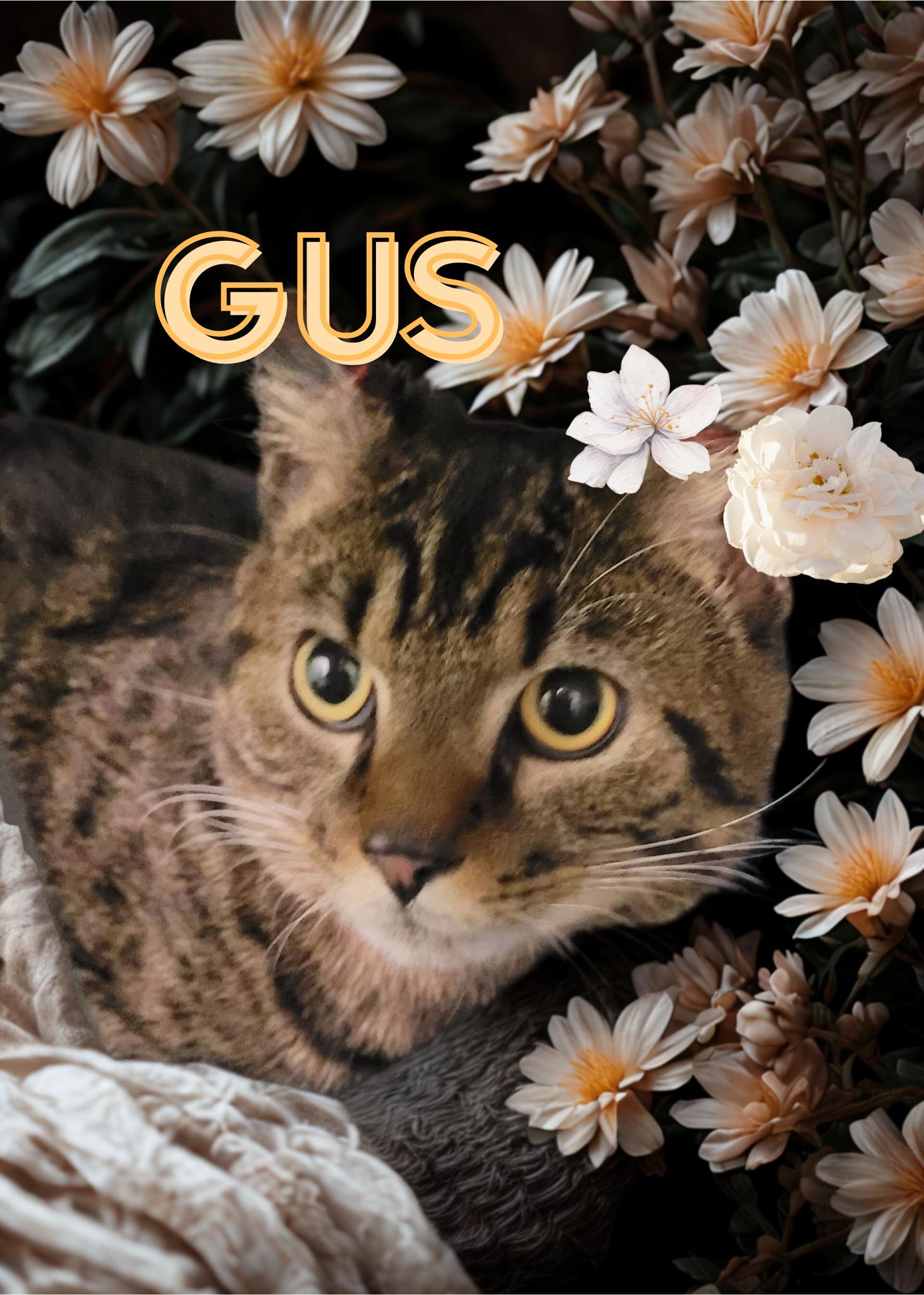 Gus, adopted, Adult Male Domestic Short Hair.