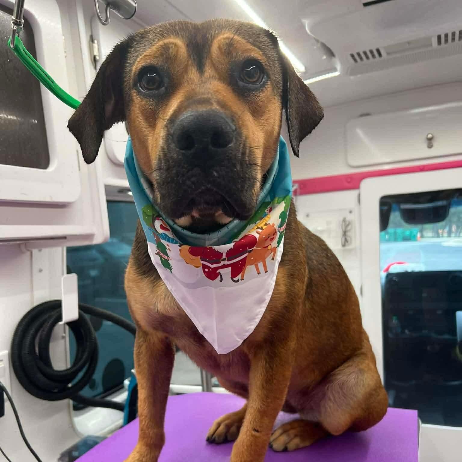 Lily — thumbnail 3