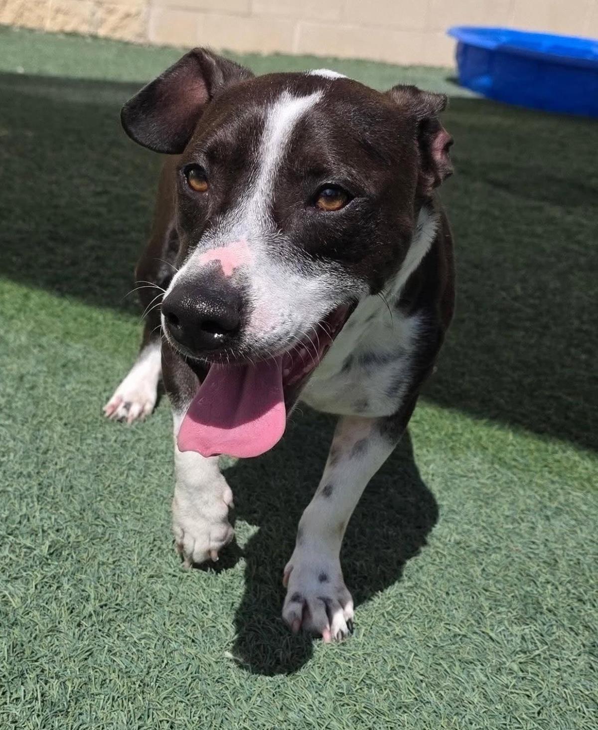 Enlarge Cooper, a Adoptable mixed breed in Rockwall, TX image 1/3