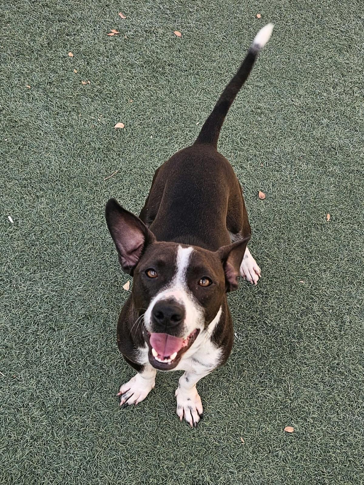Enlarge Cooper, a Adoptable mixed breed in Rockwall, TX image 2/3