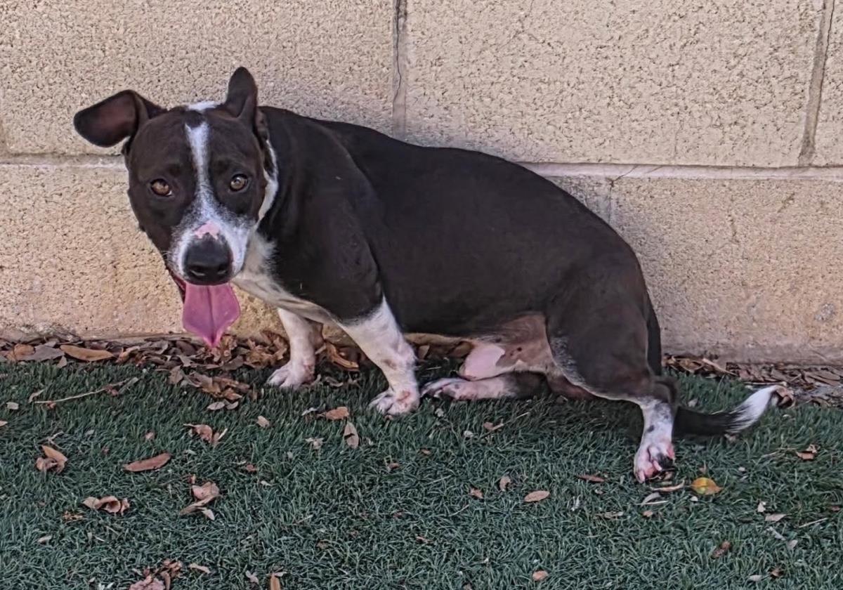 Enlarge Cooper, a Adoptable mixed breed in Rockwall, TX image 3/3