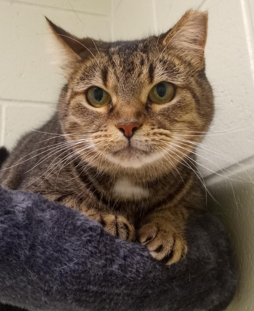 Mina, Adoptable, Adult Female Domestic Short Hair.