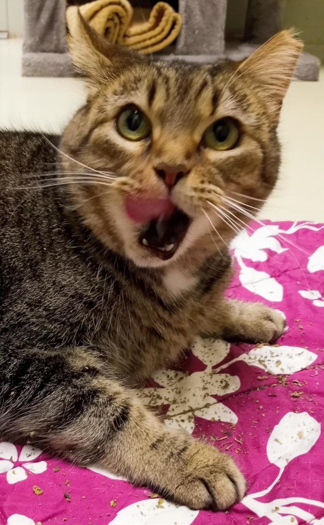 Enlarge Mina, a Adoptable mixed breed in Hamilton, OH image 1/3