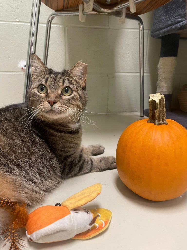 Enlarge Mina, a Adoptable mixed breed in Hamilton, OH image 2/3