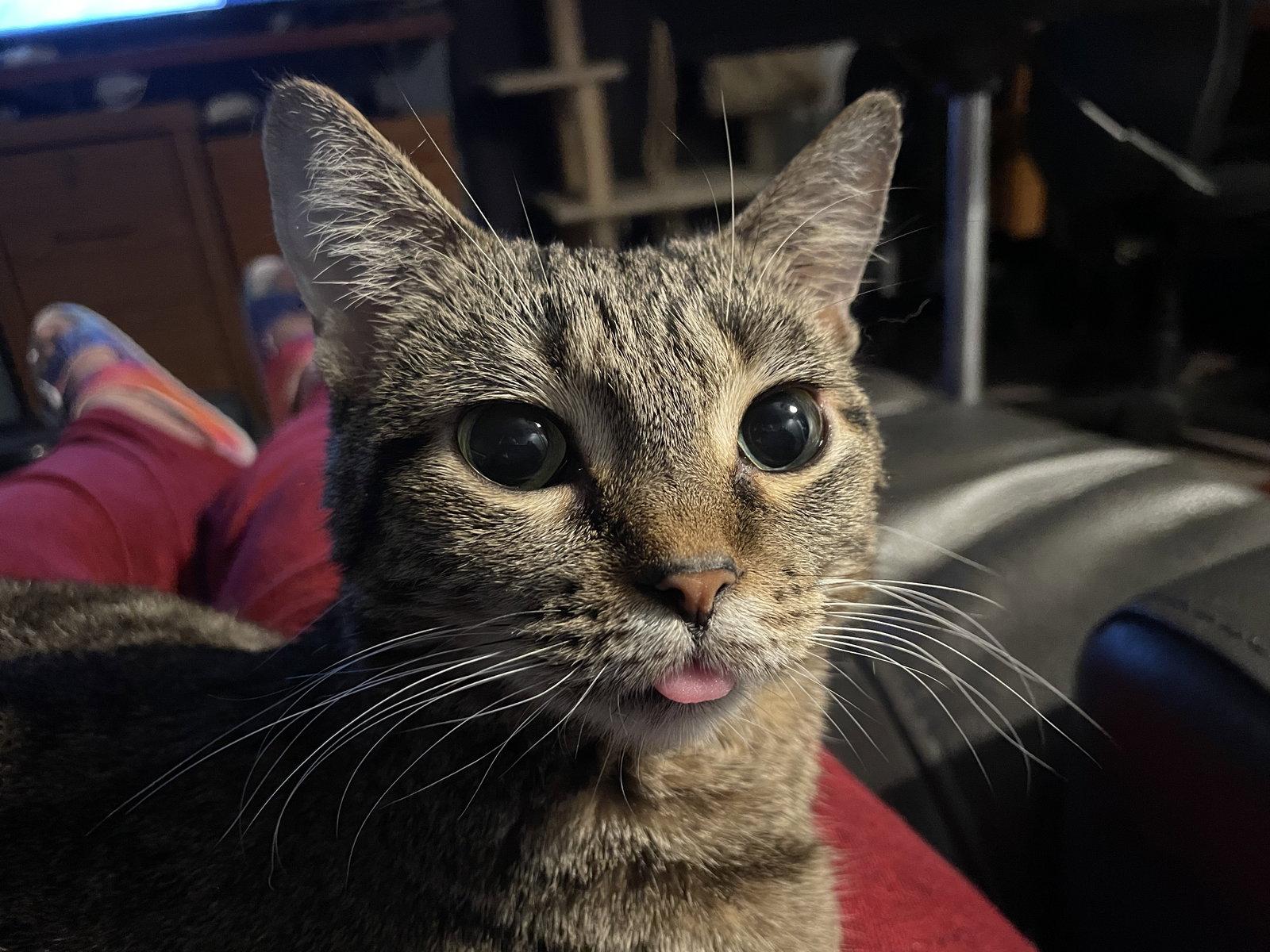 Nora, a Adoptable Domestic Short Hair in McKinney, TX image 1/3