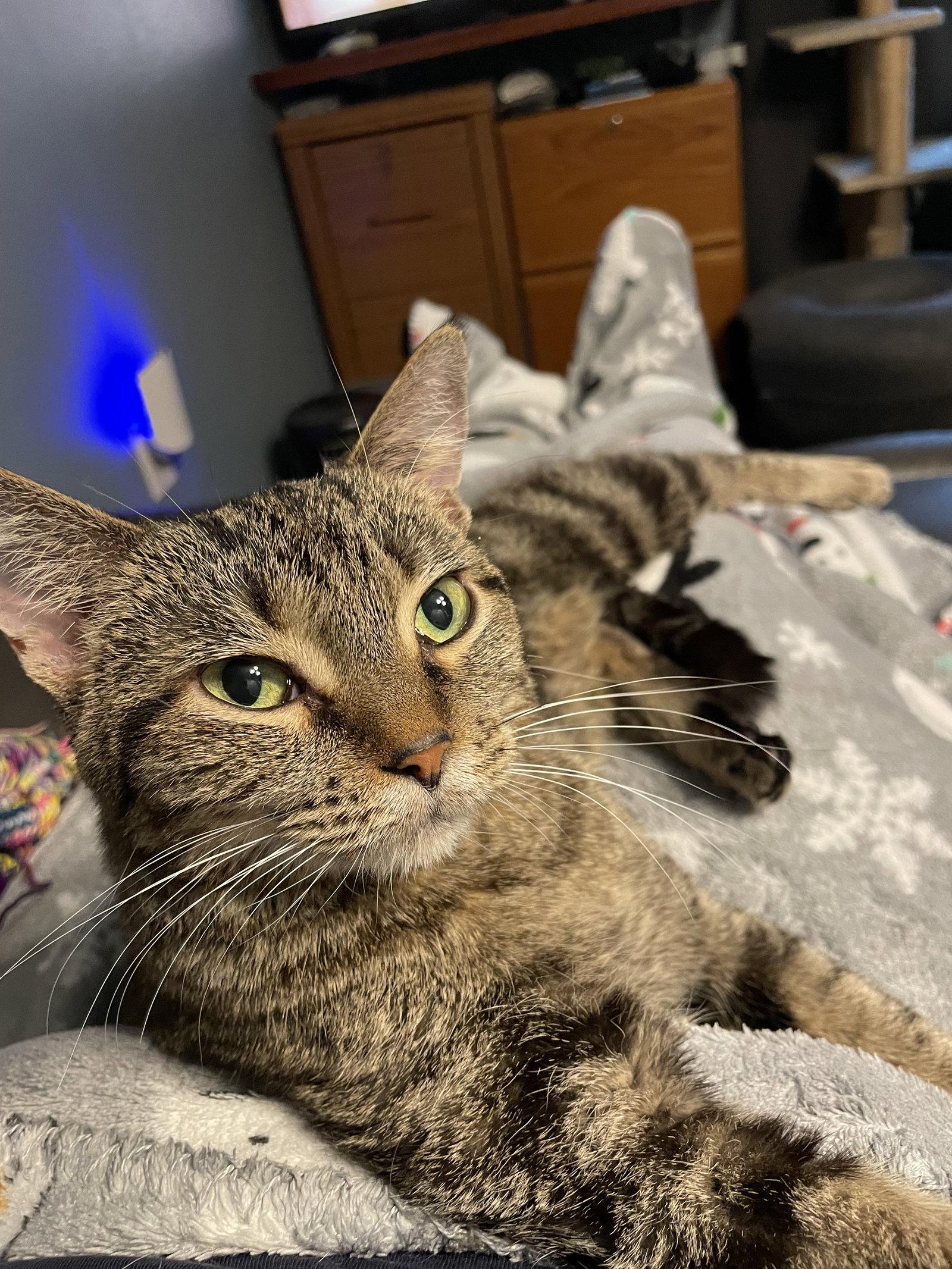 Nora, a Adoptable Domestic Short Hair in McKinney, TX image 2/3