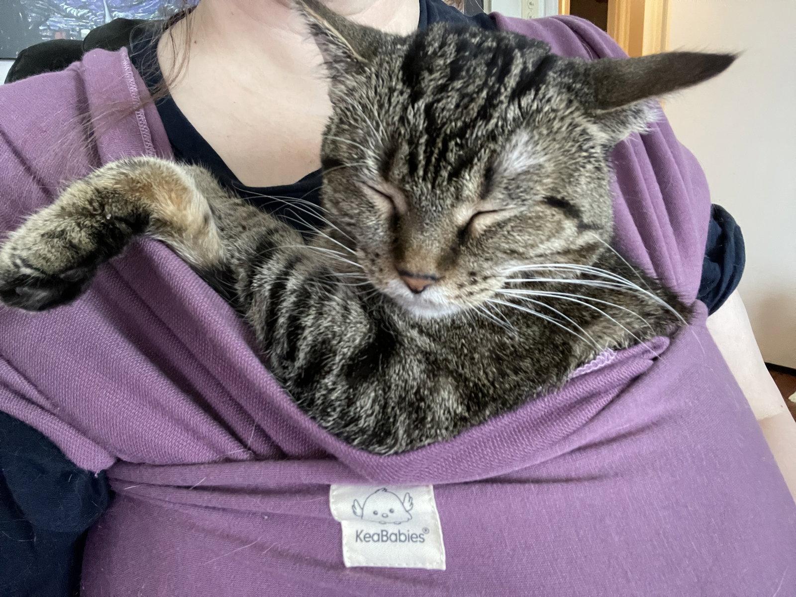 Nora, a Adoptable Domestic Short Hair in McKinney, TX image 3/3
