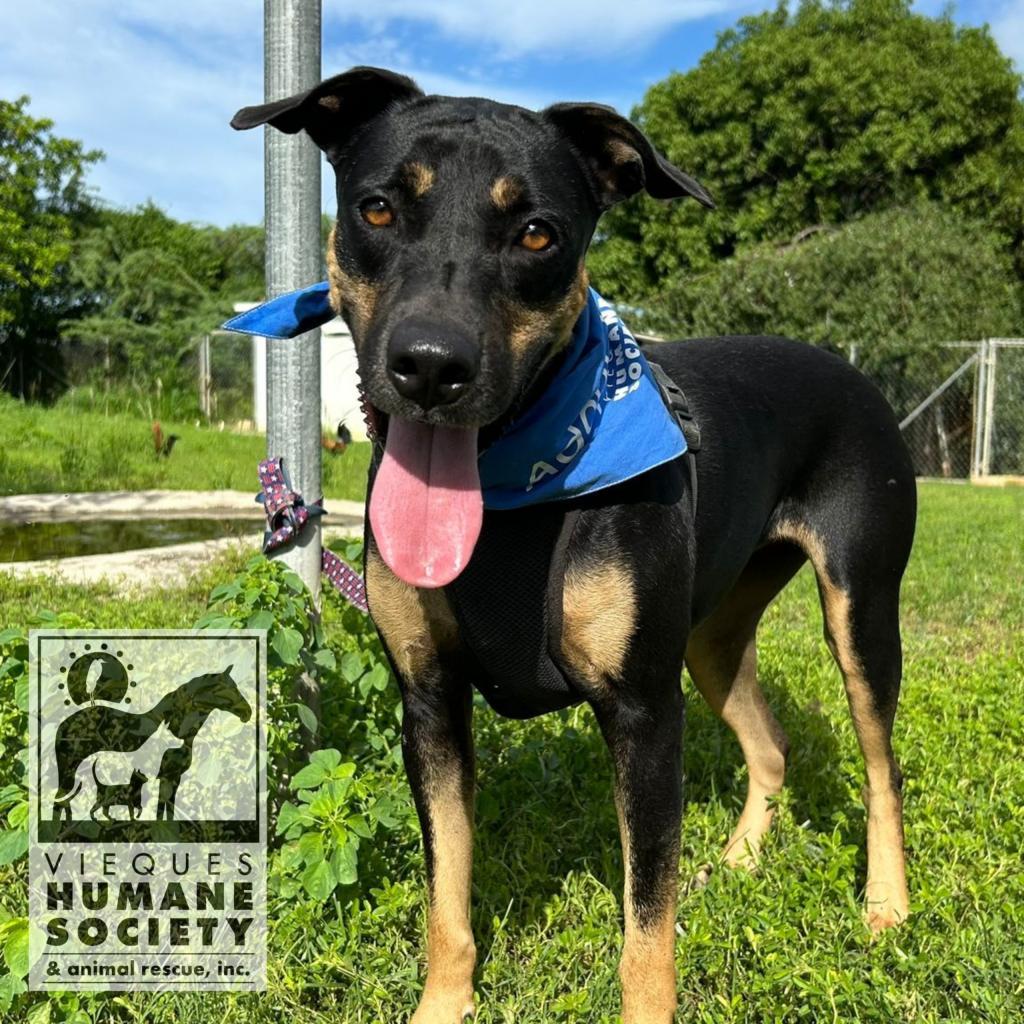 Enlarge Jessie, a Adoptable Mixed Breed in Vieques, PR image 1/6