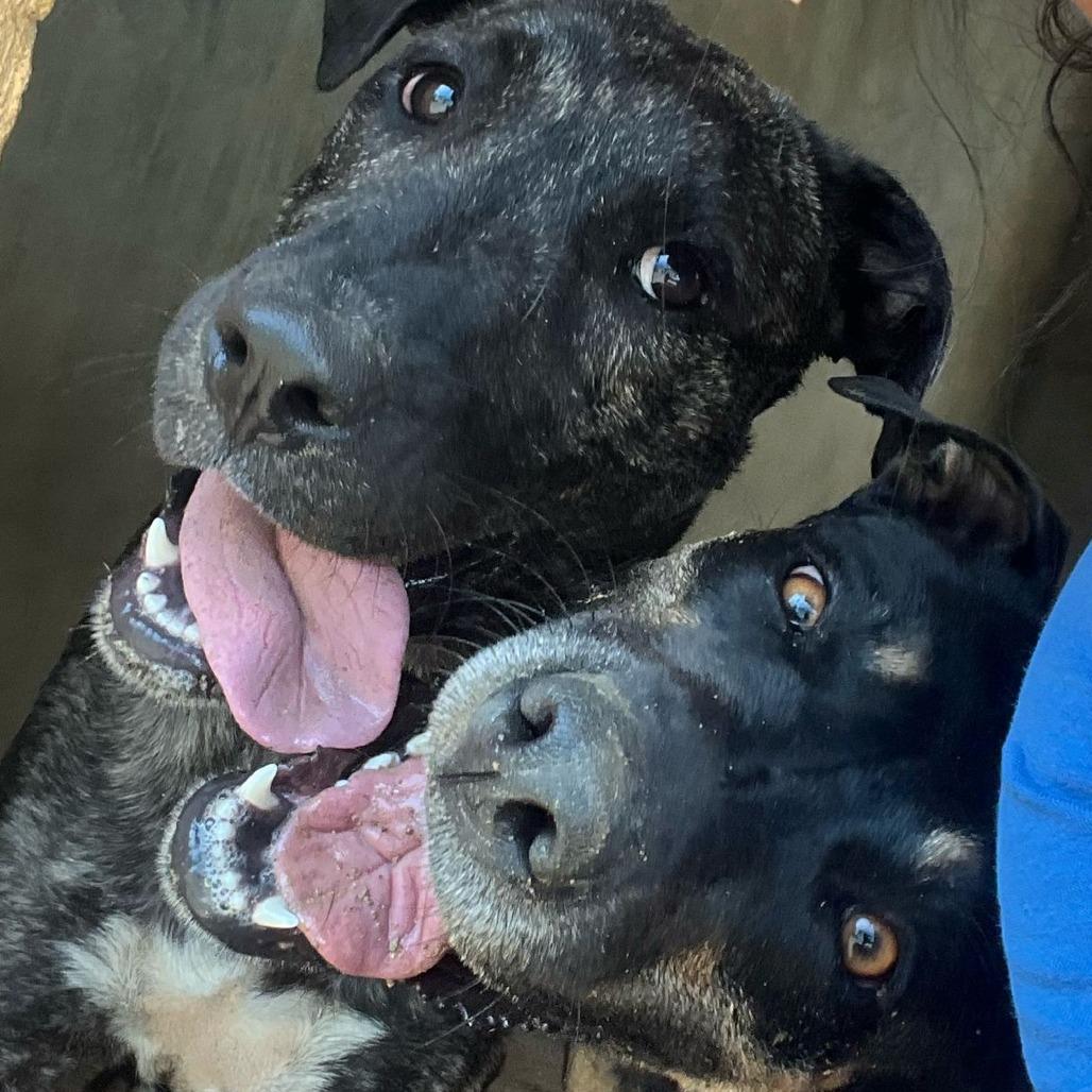 Enlarge Jessie, a Adoptable Mixed Breed in Vieques, PR image 2/6