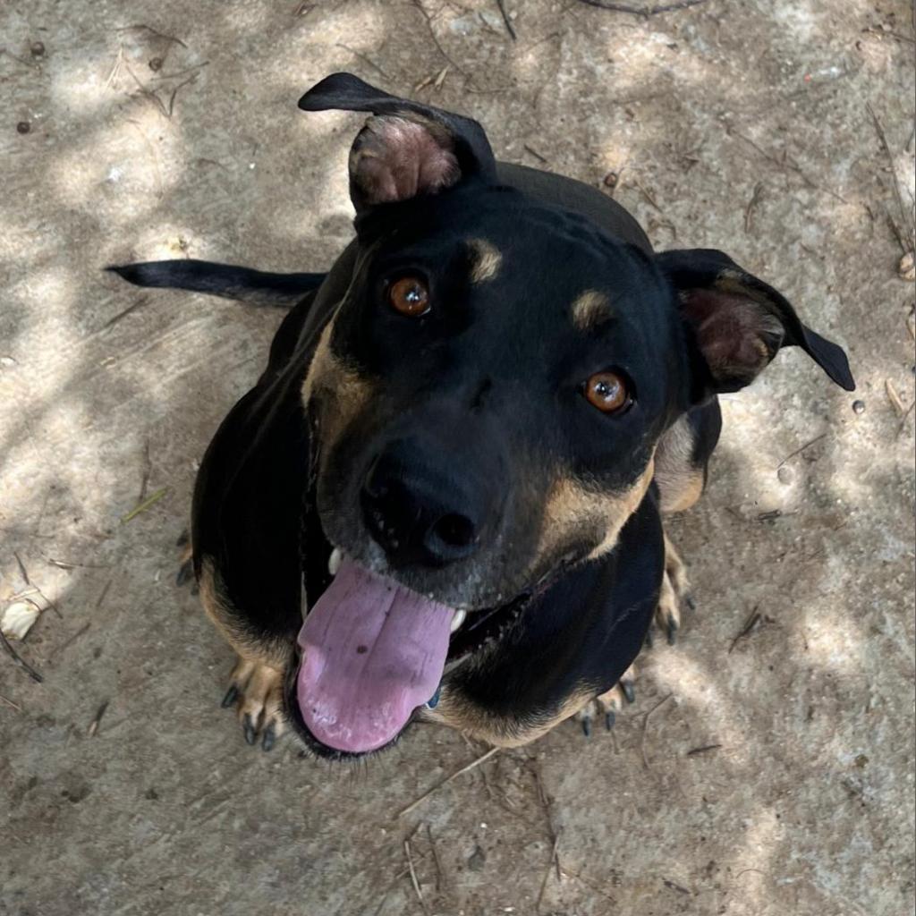 Enlarge Jessie, a Adoptable Mixed Breed in Vieques, PR image 3/6