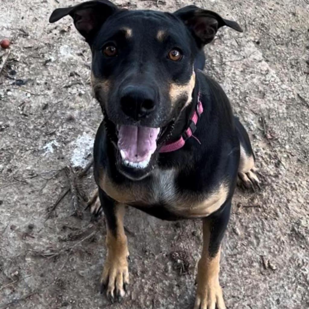 Enlarge Jessie, a Adoptable Mixed Breed in Vieques, PR image 4/6