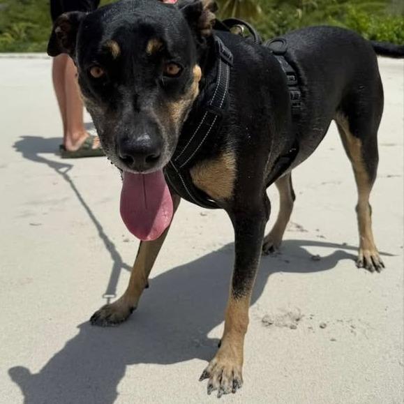 Enlarge Jessie, a Adoptable Mixed Breed in Vieques, PR image 4/6