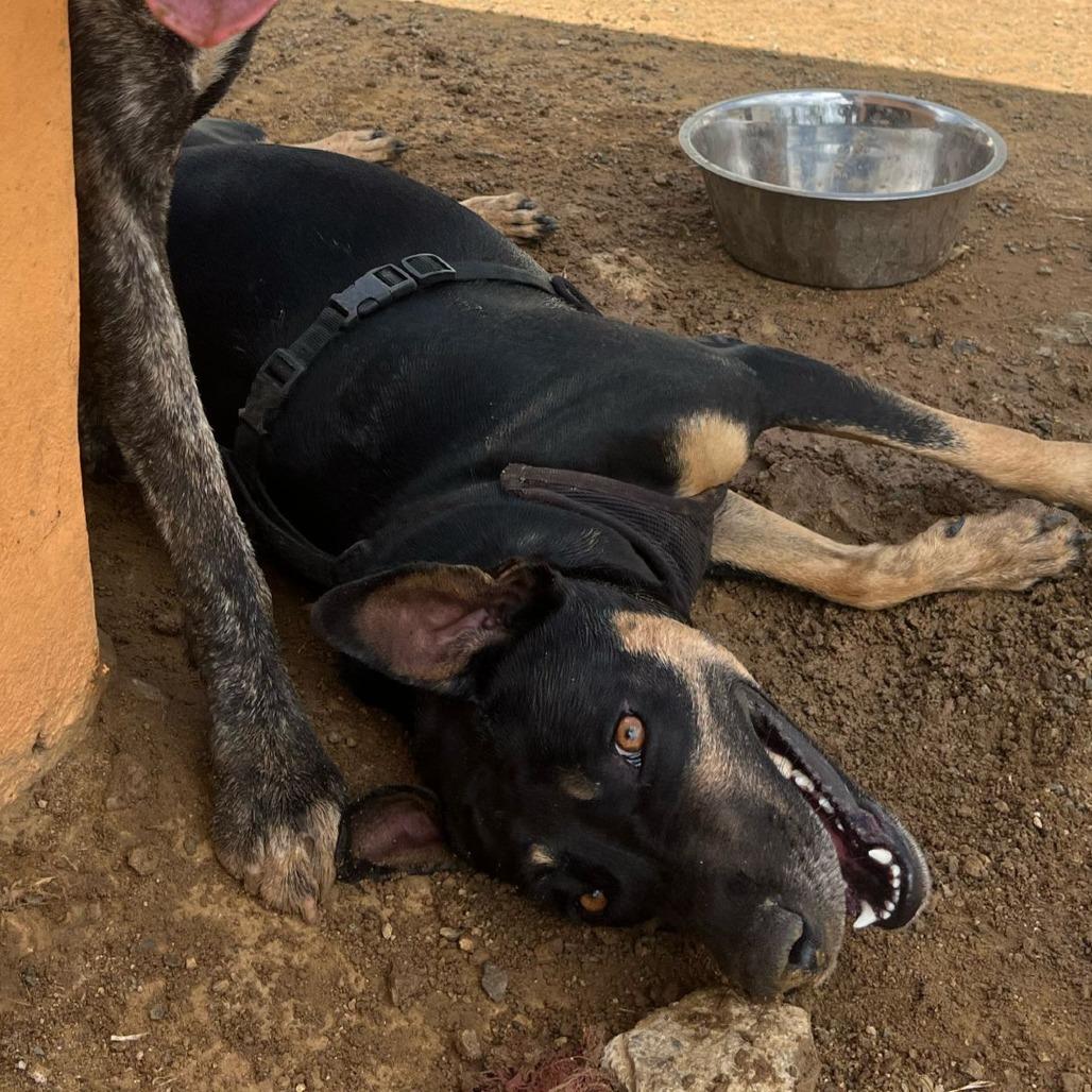 Enlarge Jessie, a Adoptable Mixed Breed in Vieques, PR image 4/6