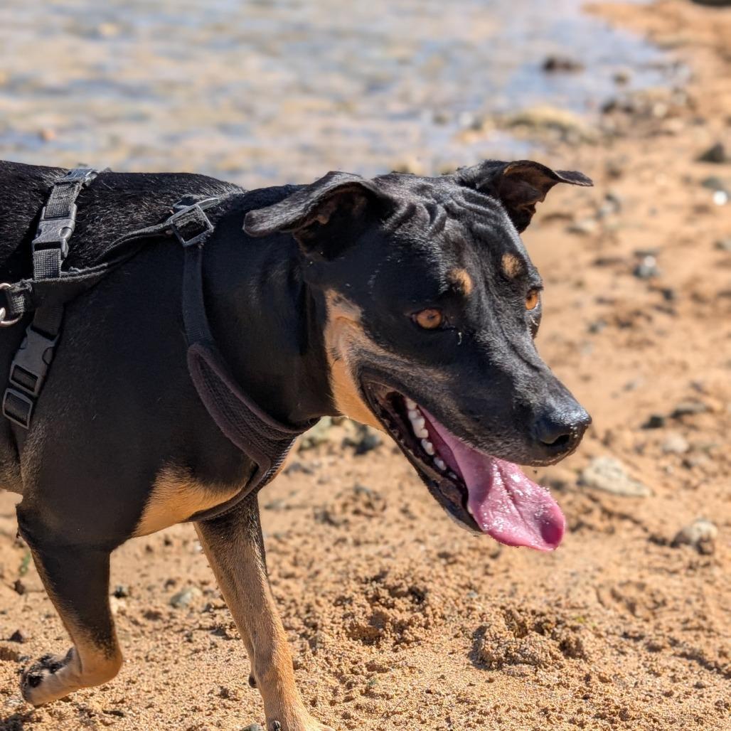 Enlarge Jessie, a Adoptable Mixed Breed in Vieques, PR image 5/6