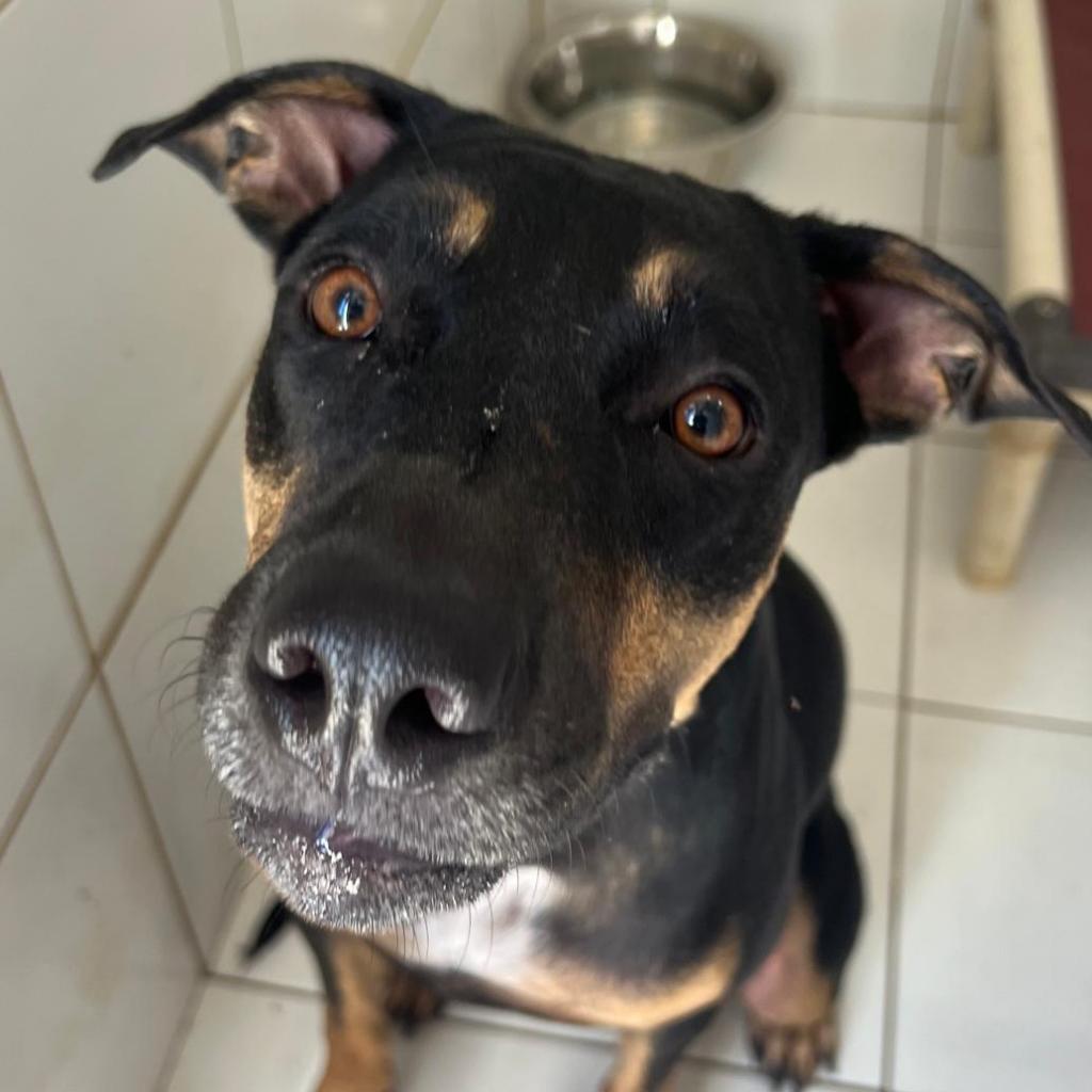 Enlarge Jessie, a Adoptable Mixed Breed in Vieques, PR image 6/6