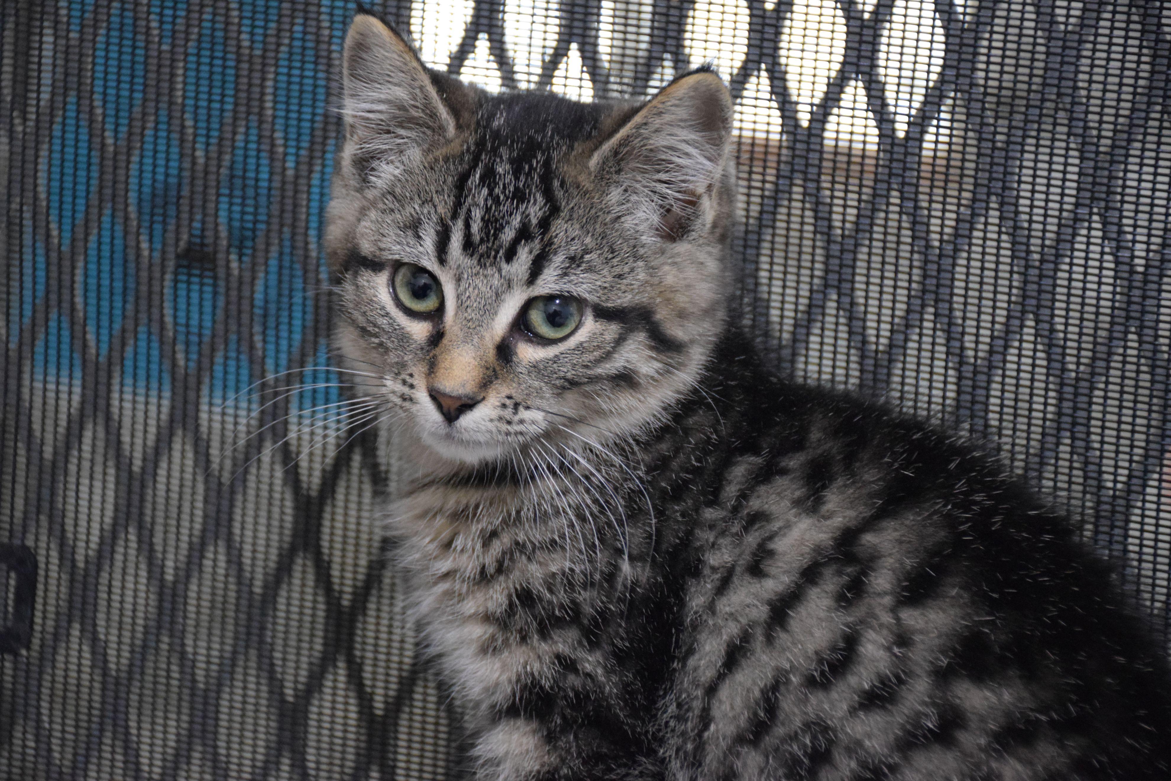 Carmen, Adoptable, Young Female Tabby.