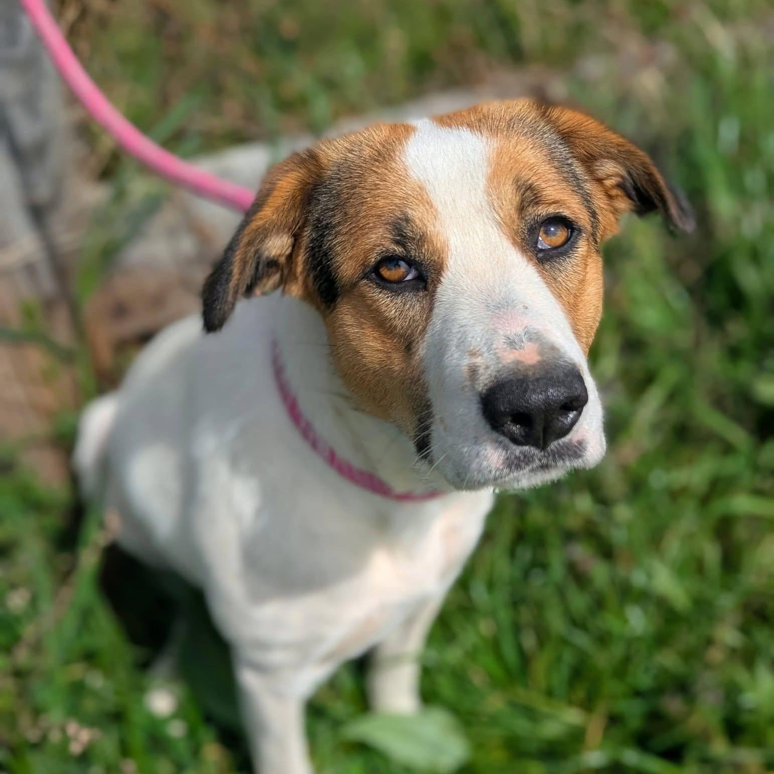 Jenna , ADOPTABLE, Young Female Mixed Breed.