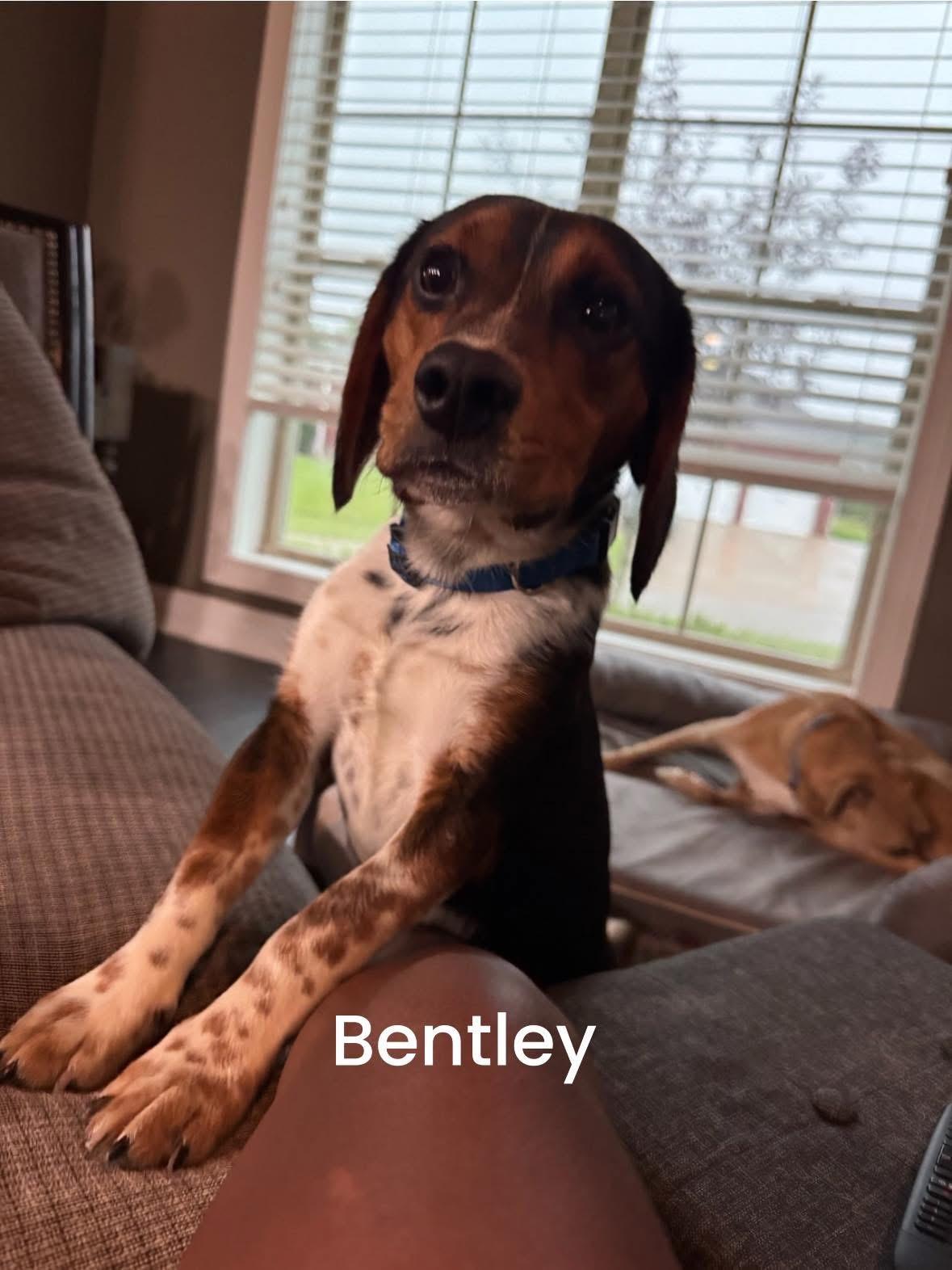 Biscuit and Bentley, Adult Male unknown