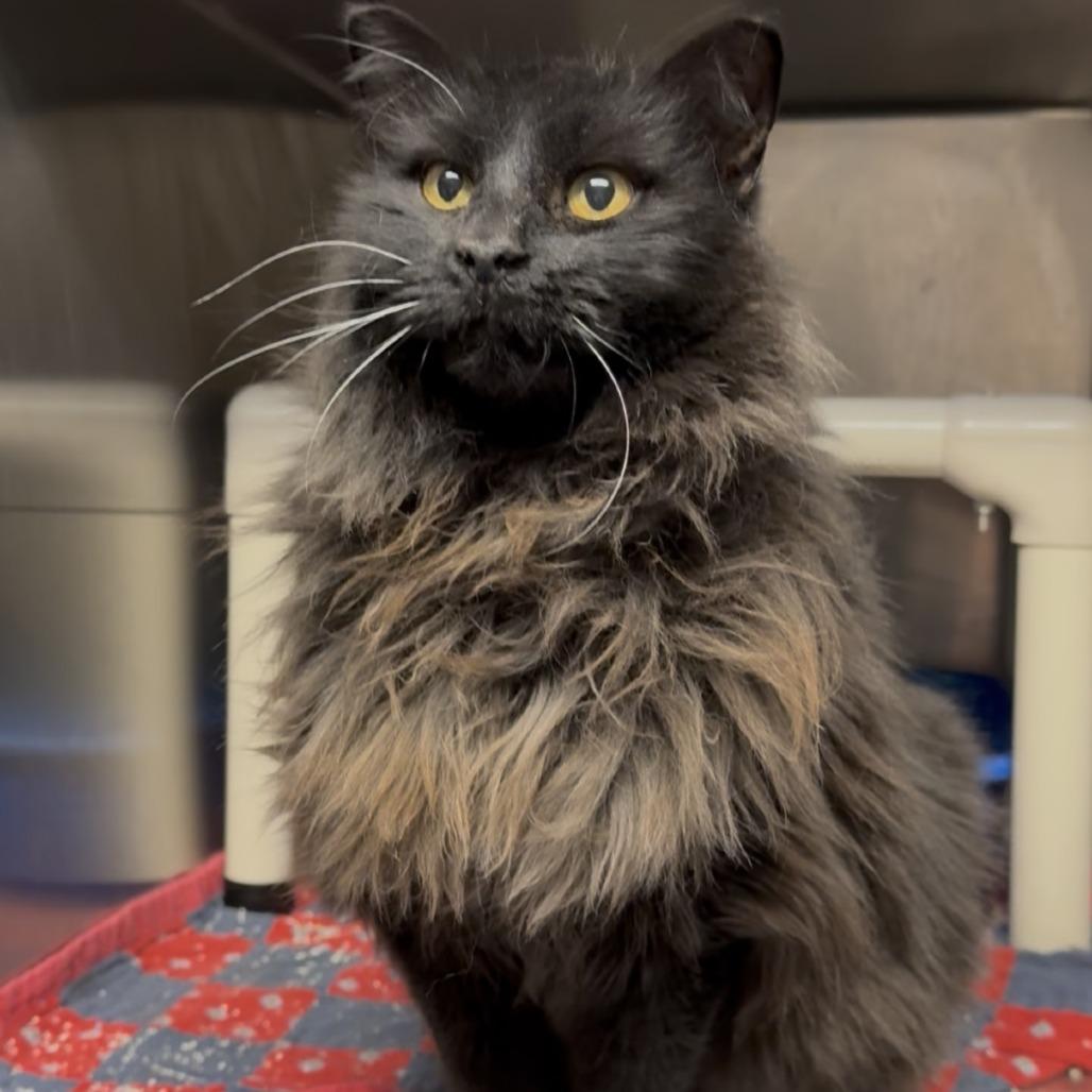 Bernie C26-009, Adoptable, Adult Male Domestic Long Hair.