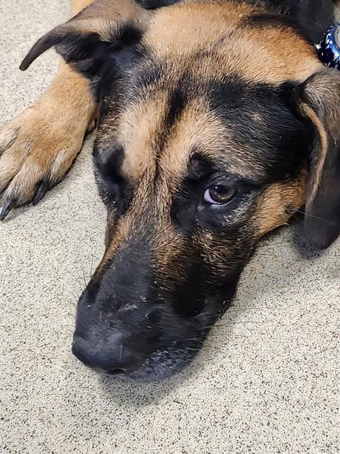 BEAR, Adoptable, Adult Male German Shepherd Dog & Mixed Breed.