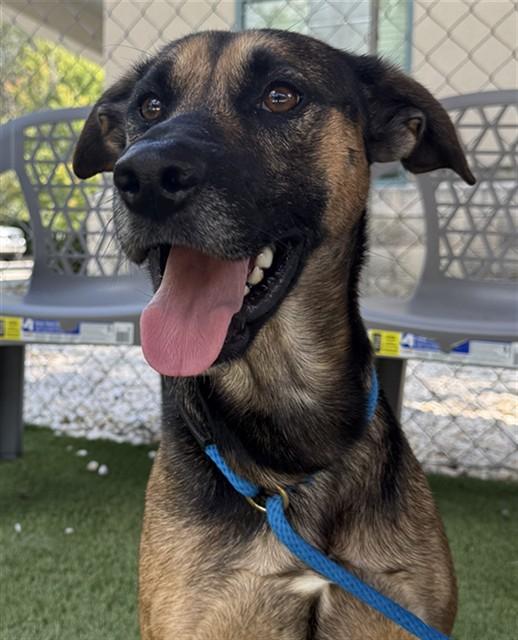 BEAR, Adoptable, Adult Male German Shepherd Dog & Mixed Breed.