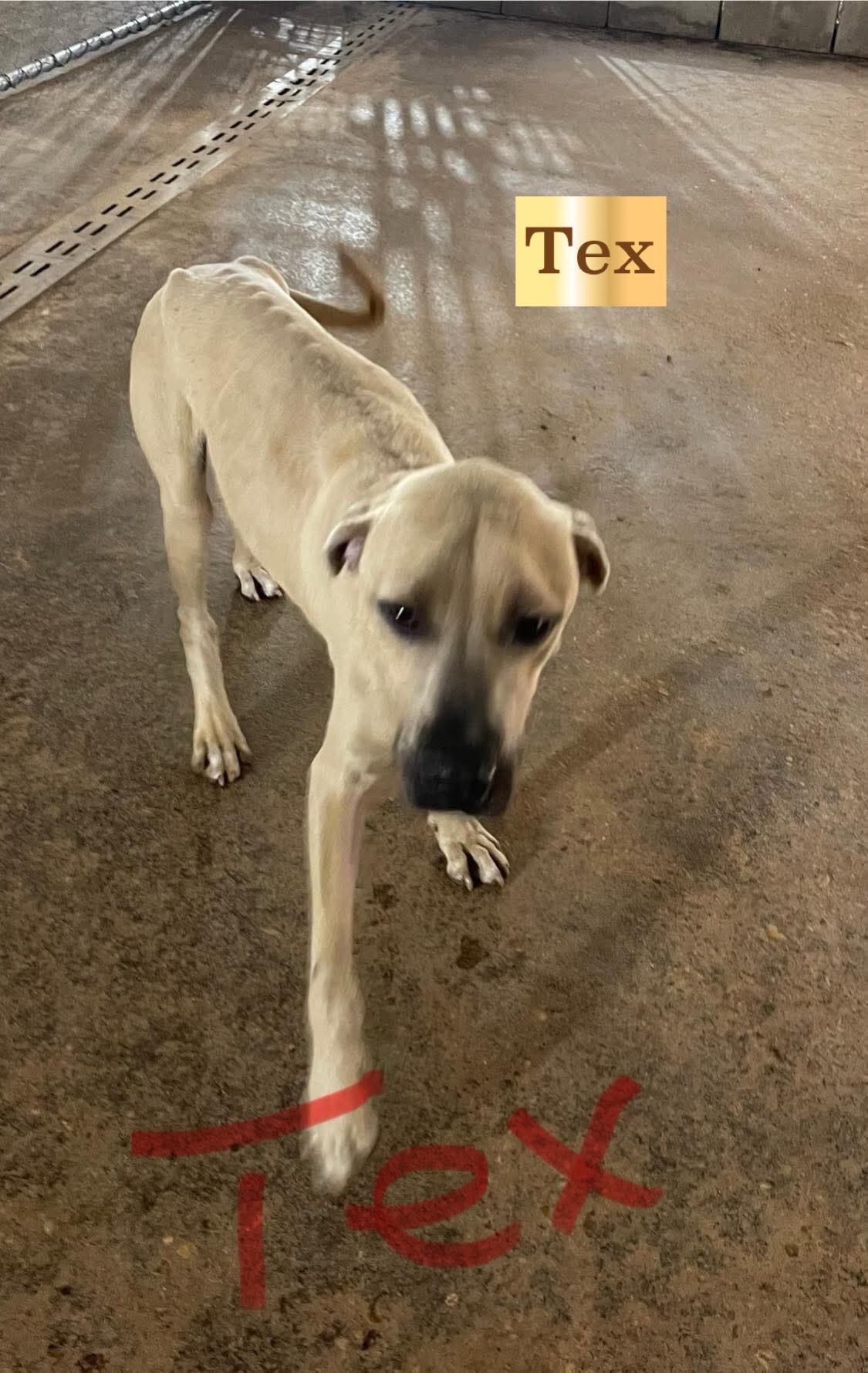 Tex
