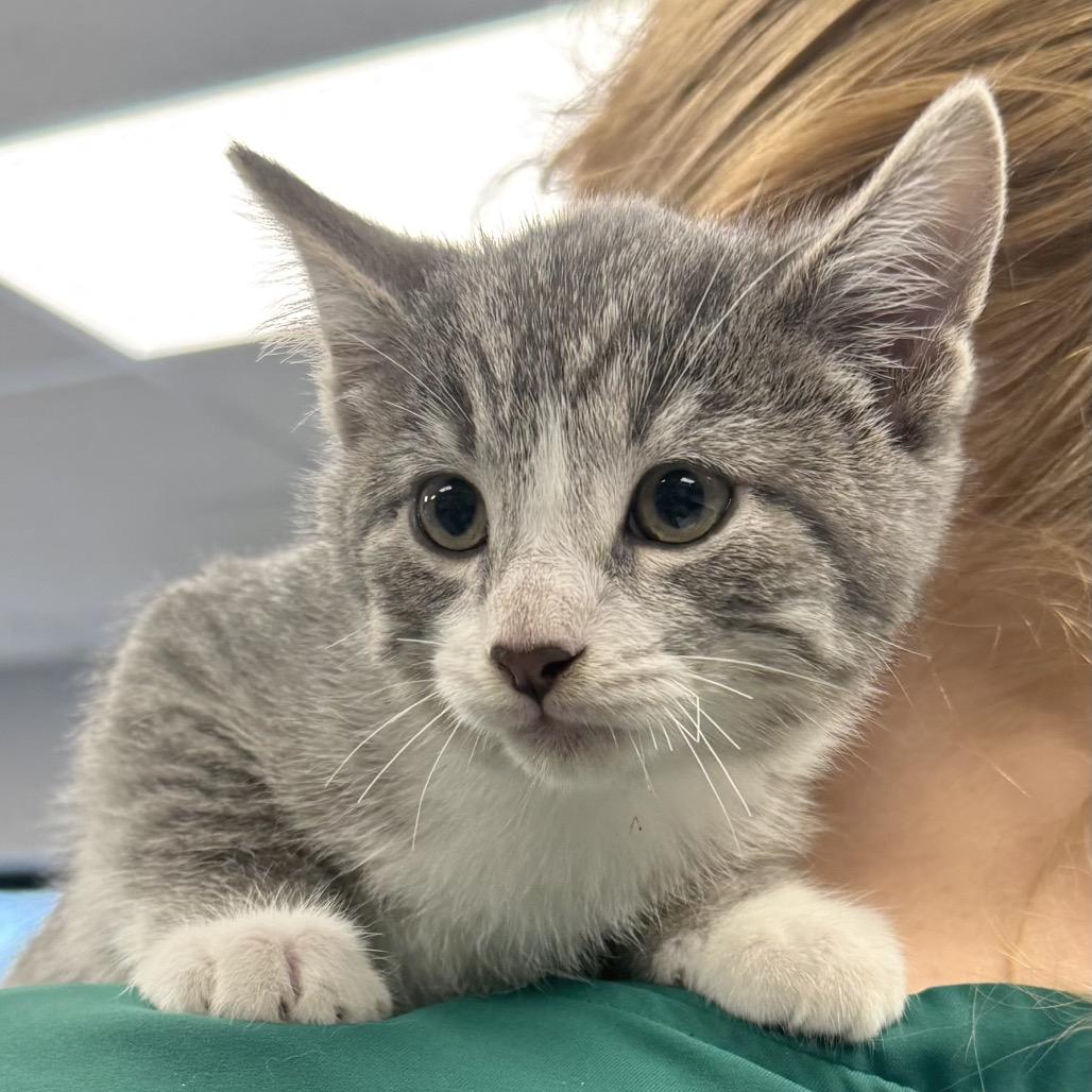 Graham, Adoptable, Kitten Male Domestic Short Hair.