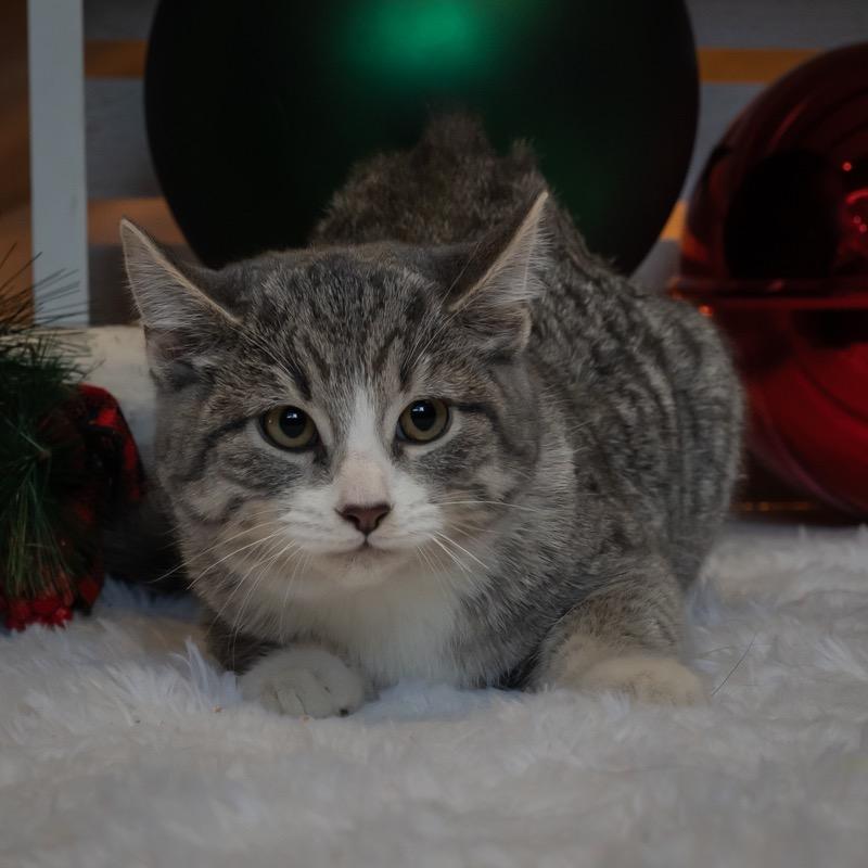 Enlarge Graham, a Adoptable Domestic Short Hair in Zimmerman, MN image 2/2