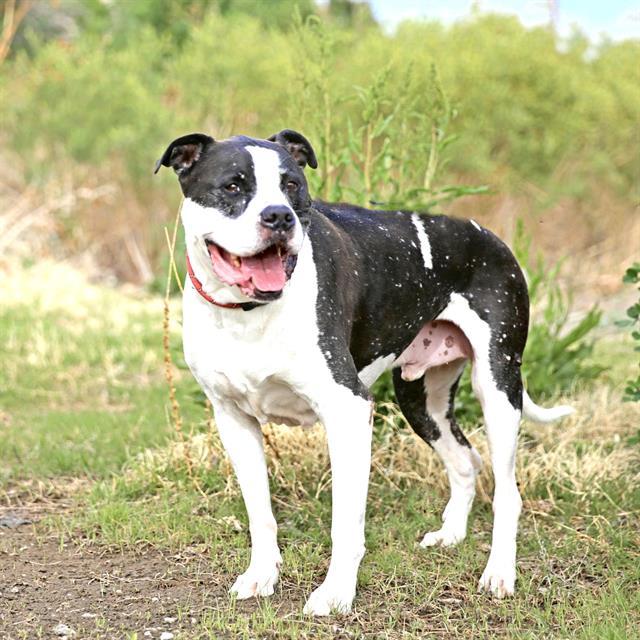 KILO, Adoptable, Adult Male Pit Bull Terrier & Mixed Breed.