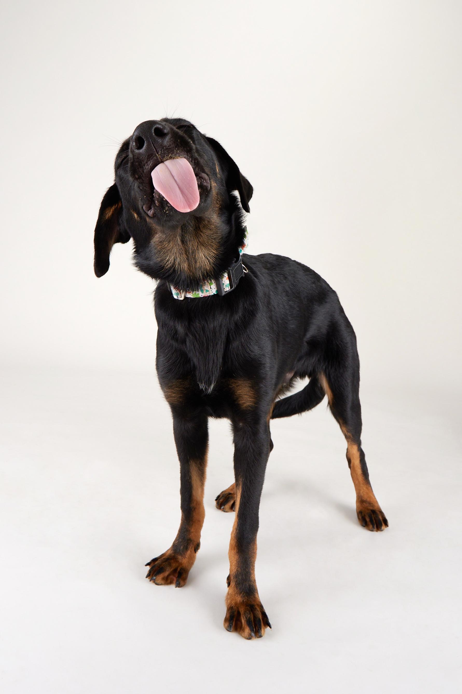 Orion - Playful, Energenic Goofball, a Adoptable mixed breed in League City, TX image 6/6