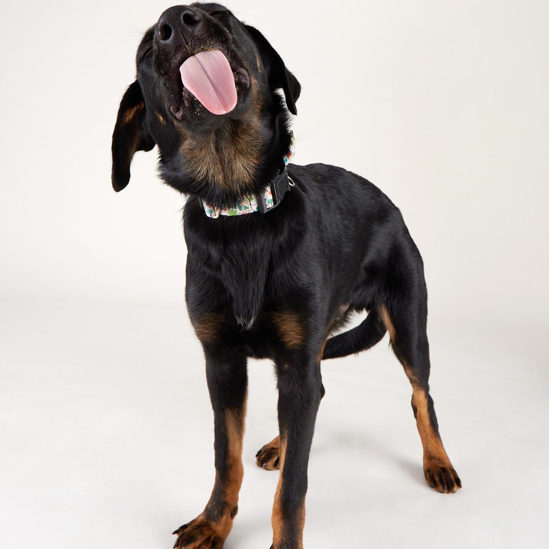 Enlarge Orion - Playful, Energenic Goofball, an adoptable mixed breed in League City, TX image 6/6