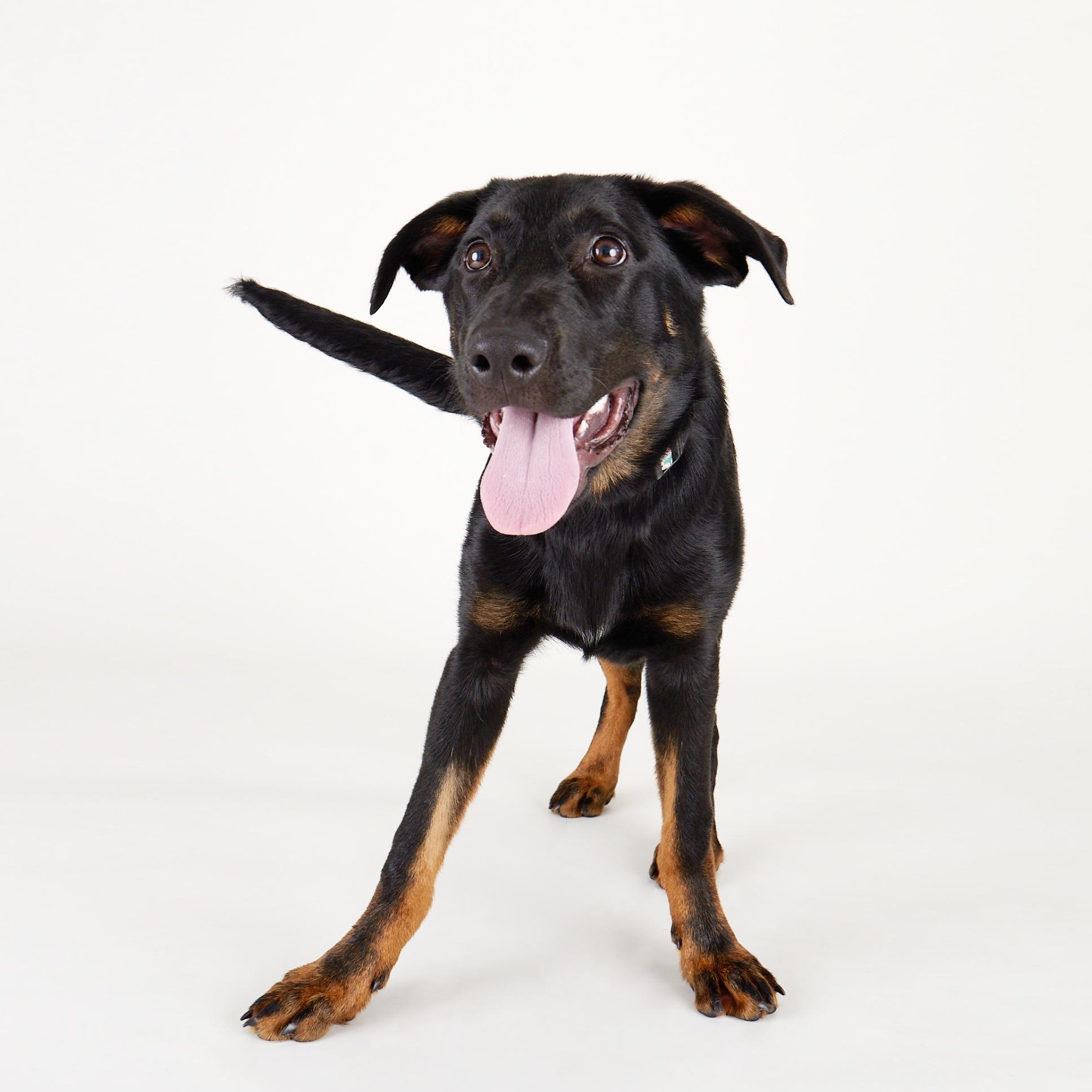 Orion - Playful, Energenic Goofball, Young Male German Shepherd Dog
