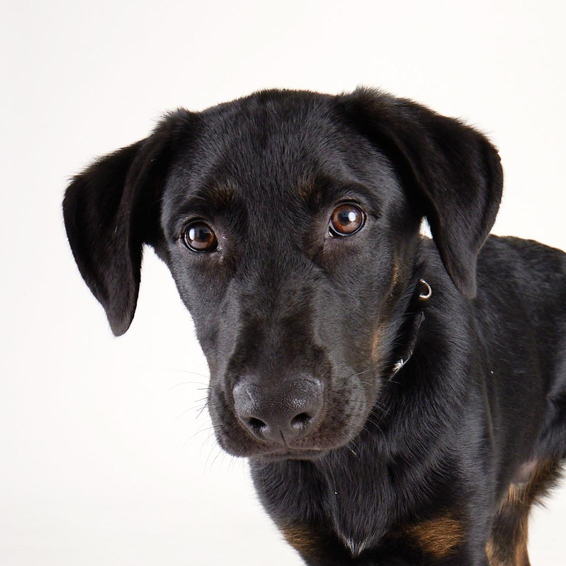 Orion - Playful, Energenic Goofball, a Adoptable mixed breed in League City, TX image 5/6