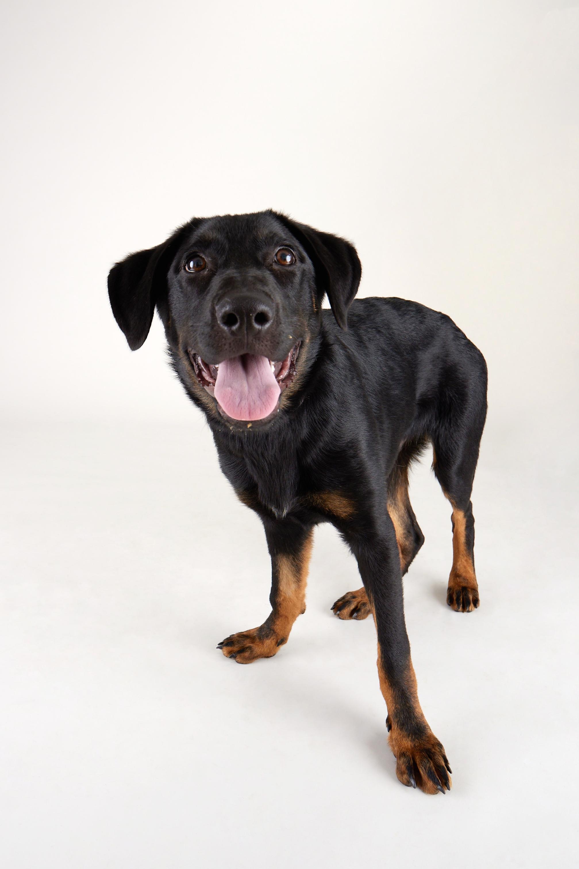 Orion - Playful, Energenic Goofball