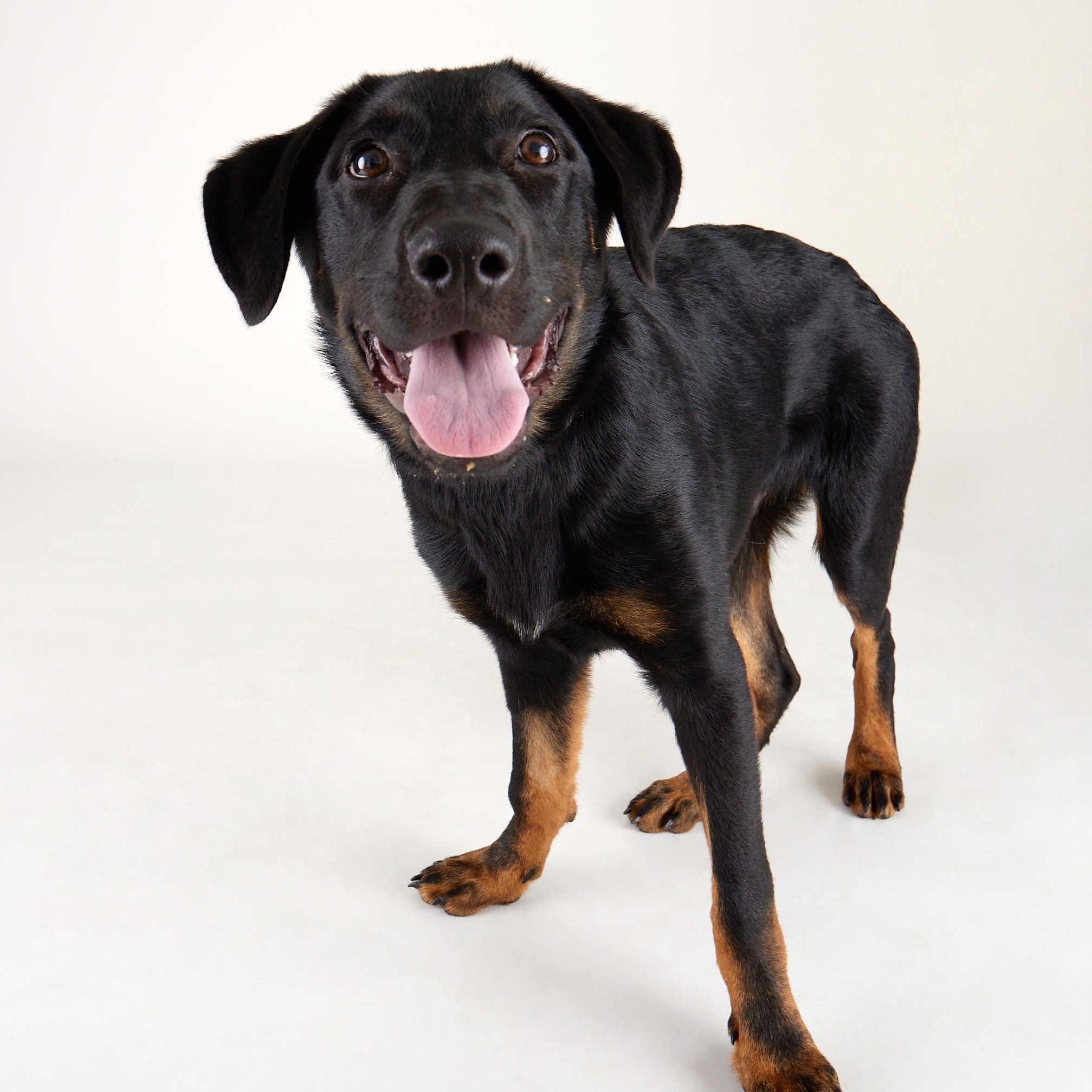 Enlarge Orion - Playful, Energenic Goofball, an adoptable mixed breed in League City, TX image 1/6
