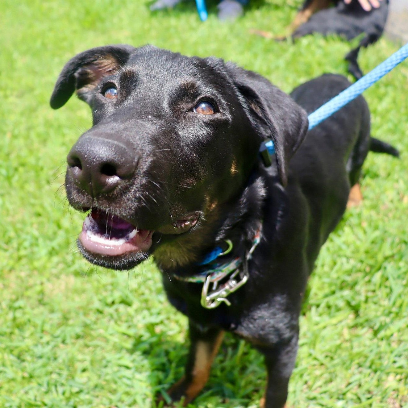 Enlarge Orion - Playful, Energetic Goofball, an adoptable mixed breed in League City, TX image 6/6