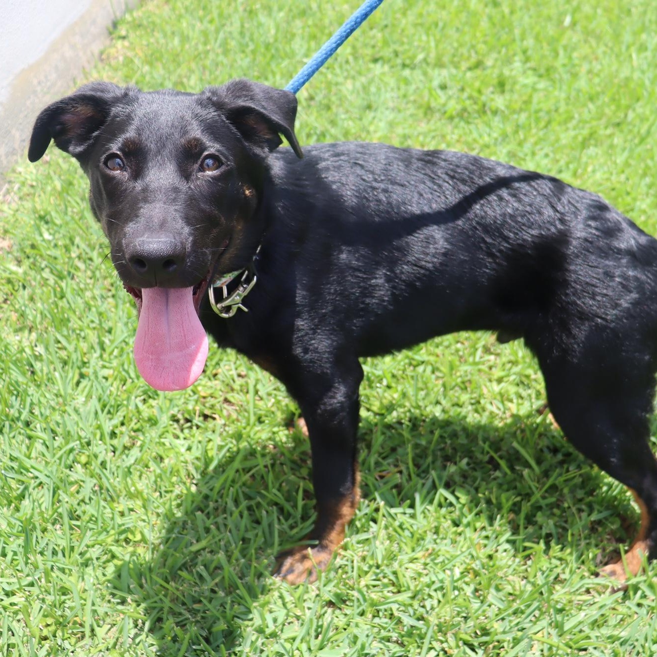 Orion - Playful, Energenic Goofball