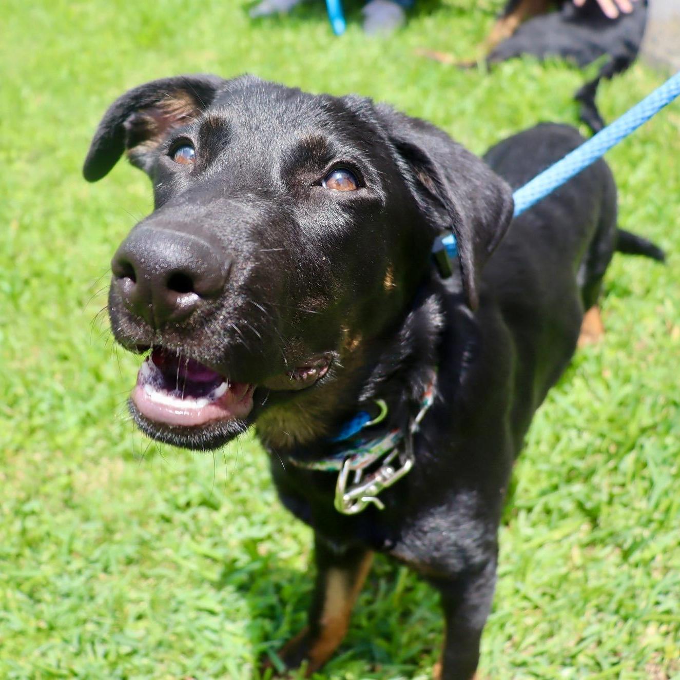 Orion - Playful, Energenic Goofball, a Adoptable mixed breed in League City, TX image 4/6